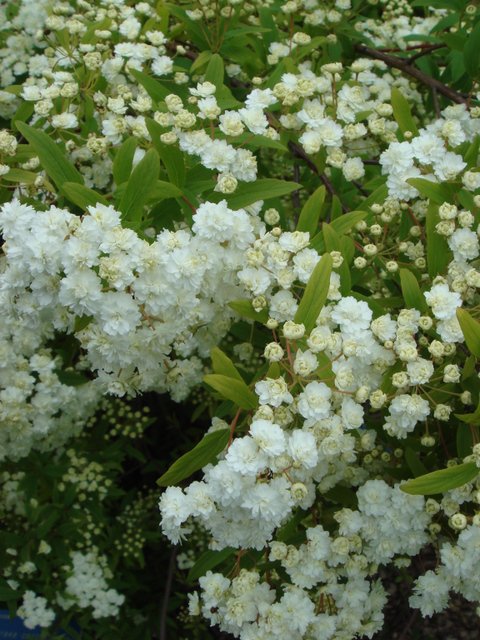 Spiraea cantoniensis 'Lanceolata' fleur P1D P7